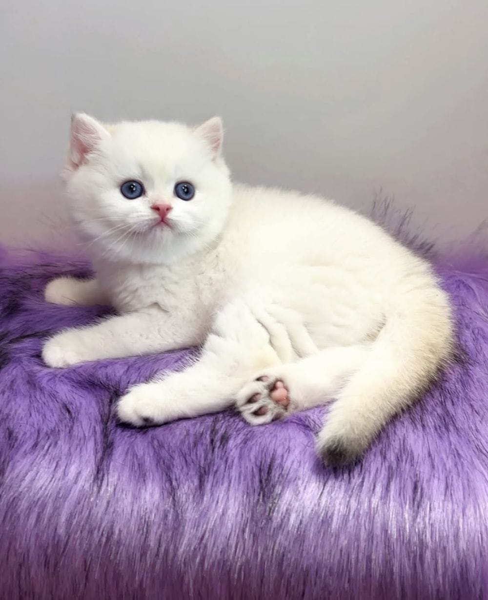 Ucretli Sahiplendirme Dünya Tatlısı British Shorthair