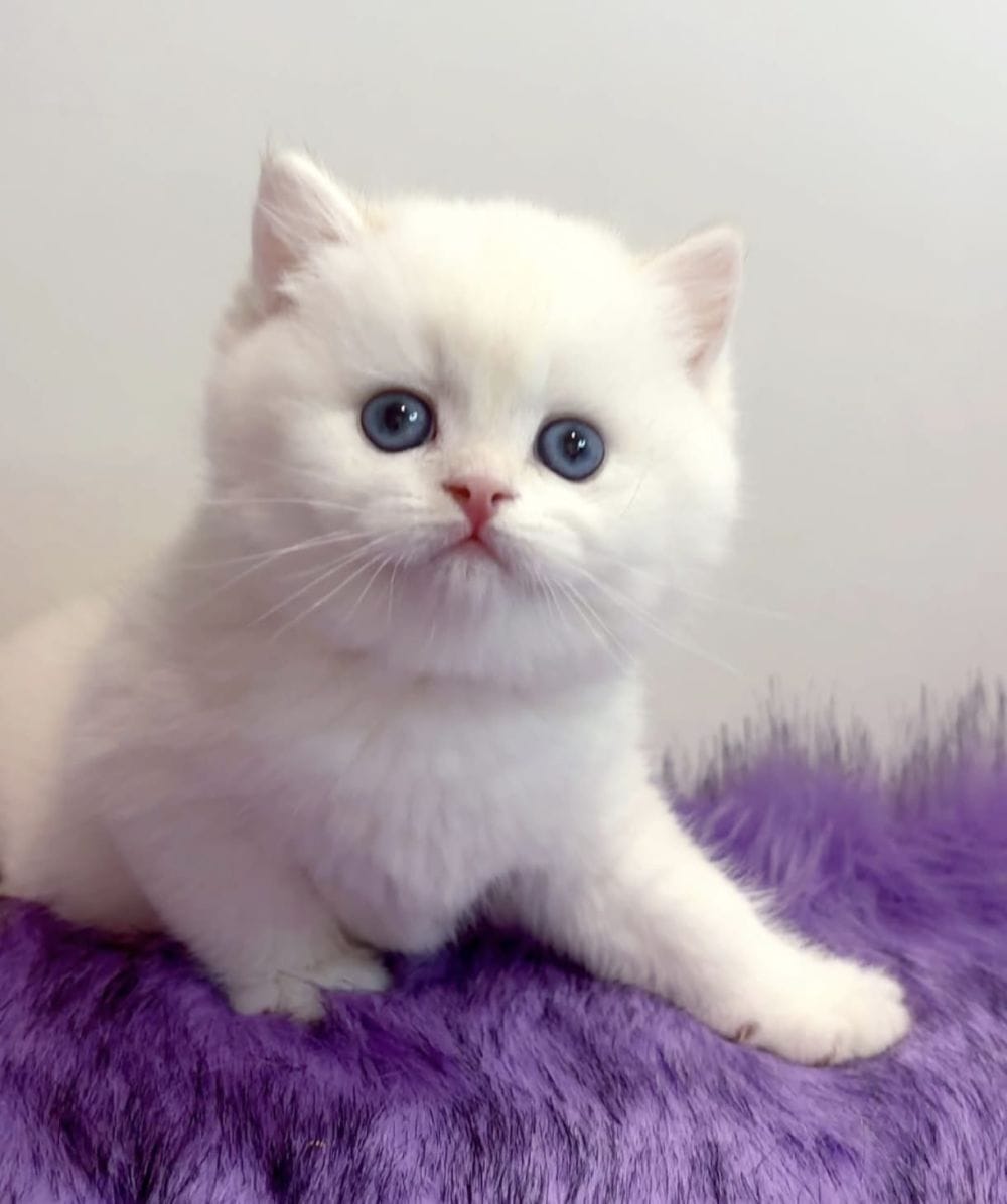 Ucretli Sahiplendirme Dünya Tatlısı British Shorthair