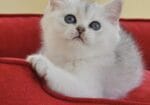 Lila Renkli Küçük Adam British Shorthair