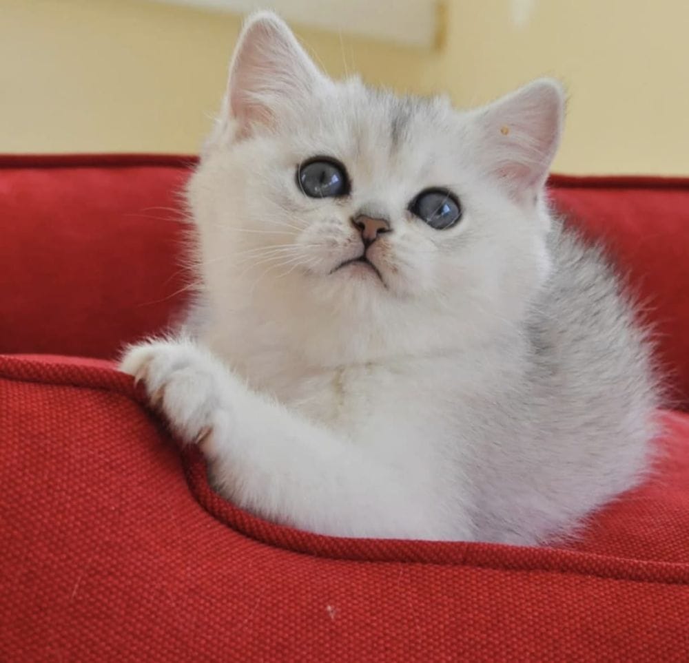 Lila Renkli Küçük Adam British Shorthair