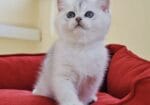 Lila Renkli Küçük Adam British Shorthair