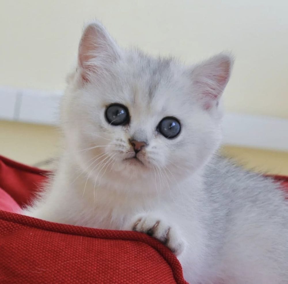Lila Renkli Küçük Adam British Shorthair