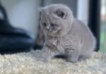 British Shorthair Yavru Kedi 2 Aylık