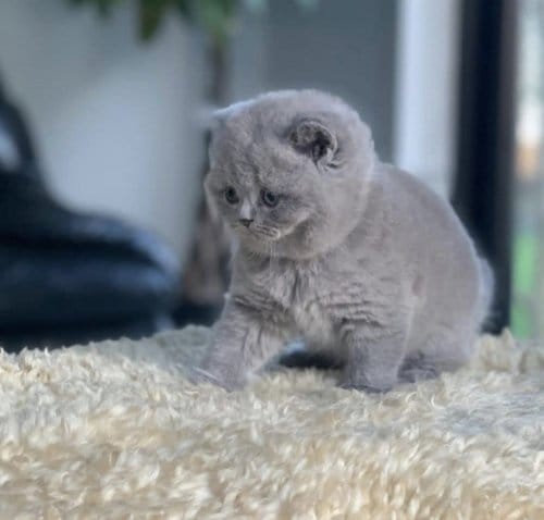 British Shorthair Yavru Kedi 2 Aylık