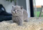 British Shorthair Yavru Kedi 2 Aylık