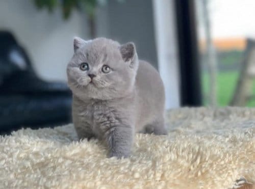British Shorthair Yavru Kedi 2 Aylık