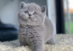 British Shorthair Yavru Kedi 2 Aylık