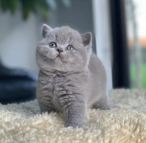 British Shorthair Yavru Kedi 2 Aylık