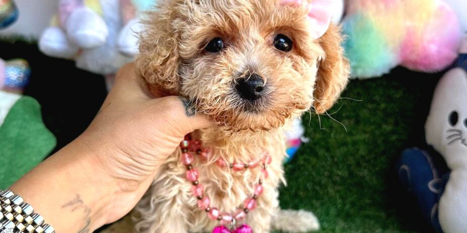 Maltipoo Ultra Mini Ve Teacup Yavrularımız