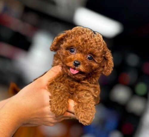 Kore Toy Poodle Anne Altından Yavrular
