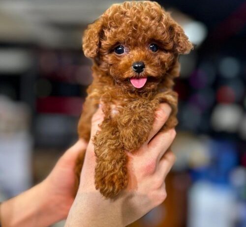 Kore Toy Poodle Anne Altından Yavrular