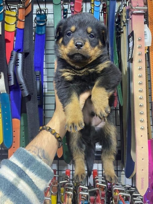 Sağlıklı Rotweiler Yavruları