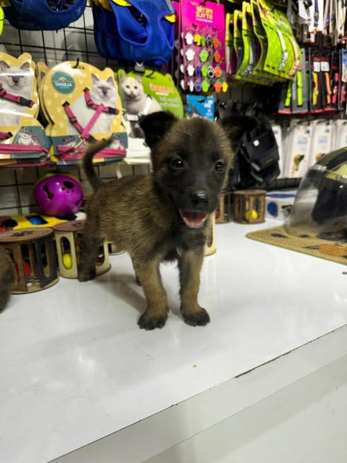 Belçika Malinois Yavrular