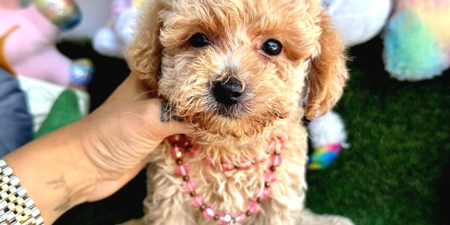 Maltipoo Ultra Mini Ve Teacup Yavrularımız