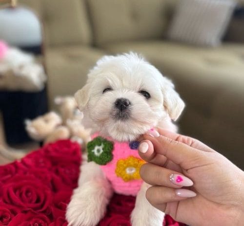 Minik Bebek Lili Yavrumuz