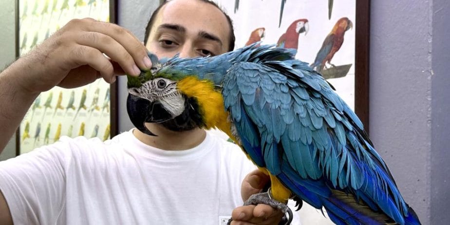 Full Evcil Eğitimli Konuşan Macaw Papağanı