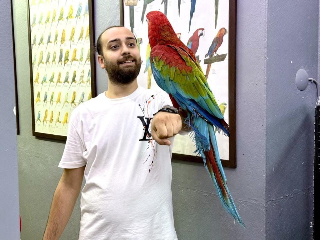 Üst Düzey Evcil Kırmızı Ara Macaw Papağanımız