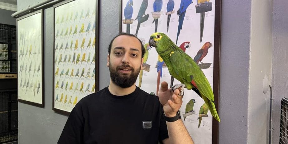 California Bluefront Amazon Papağanı