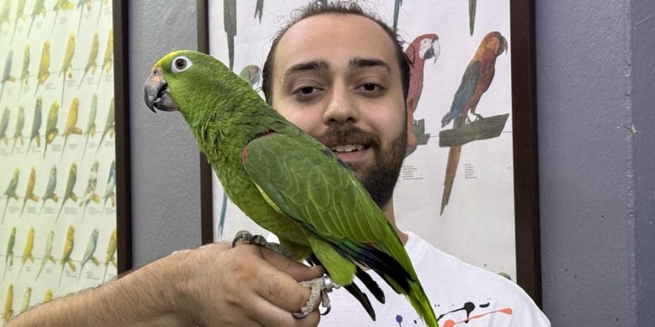Eğitimli Kapalı Bilezik Sarı Alın Amazon Papağanı