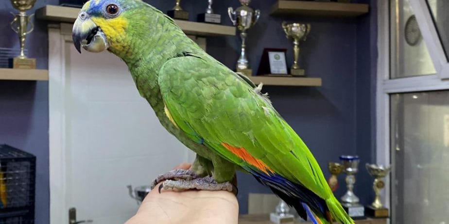 Yavru Uysal Amazon Papağani