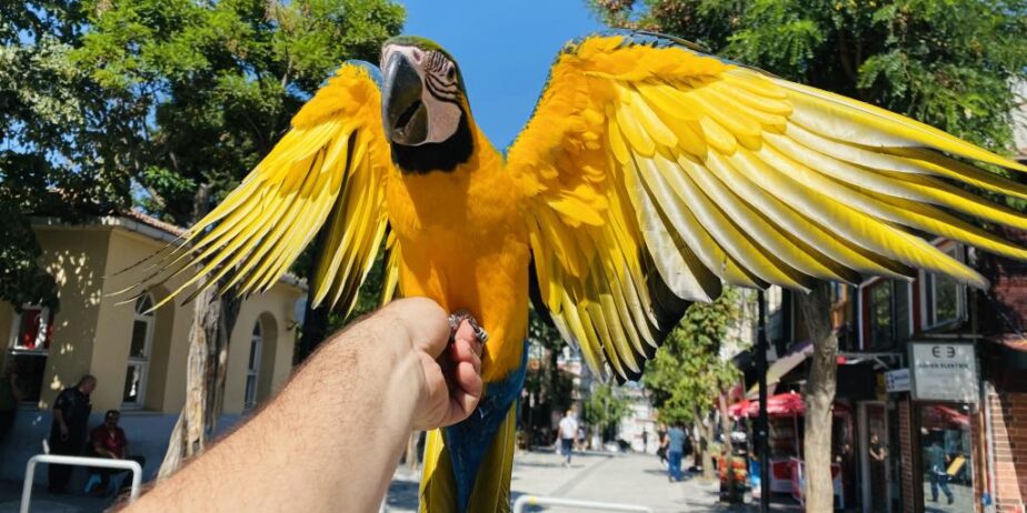 Eği̇ti̇mli̇ Konuşan Macaw Papağanimiz