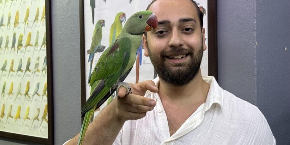 Eğitimli Yavru Alexander İskender Papağanı