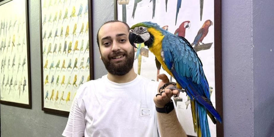 Full Evcil Eğitimli Konuşan Macaw Papağanı