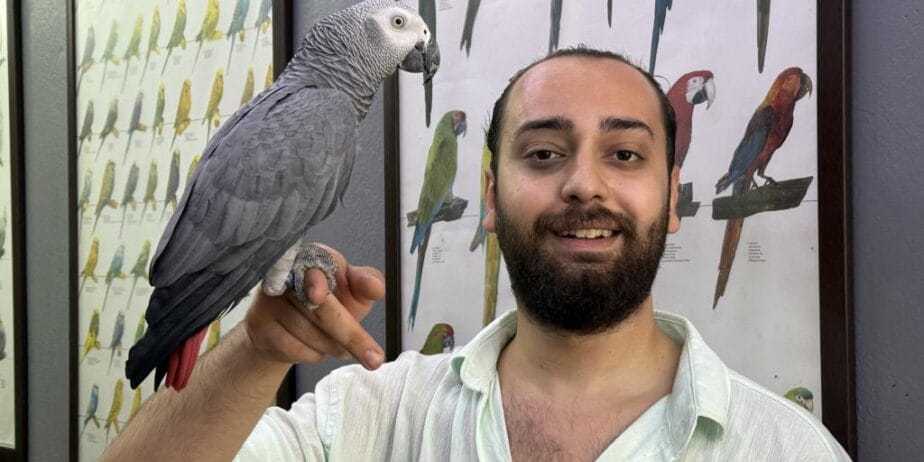 200 Kelime Konuşan Üst Düzey Jako Papağanı