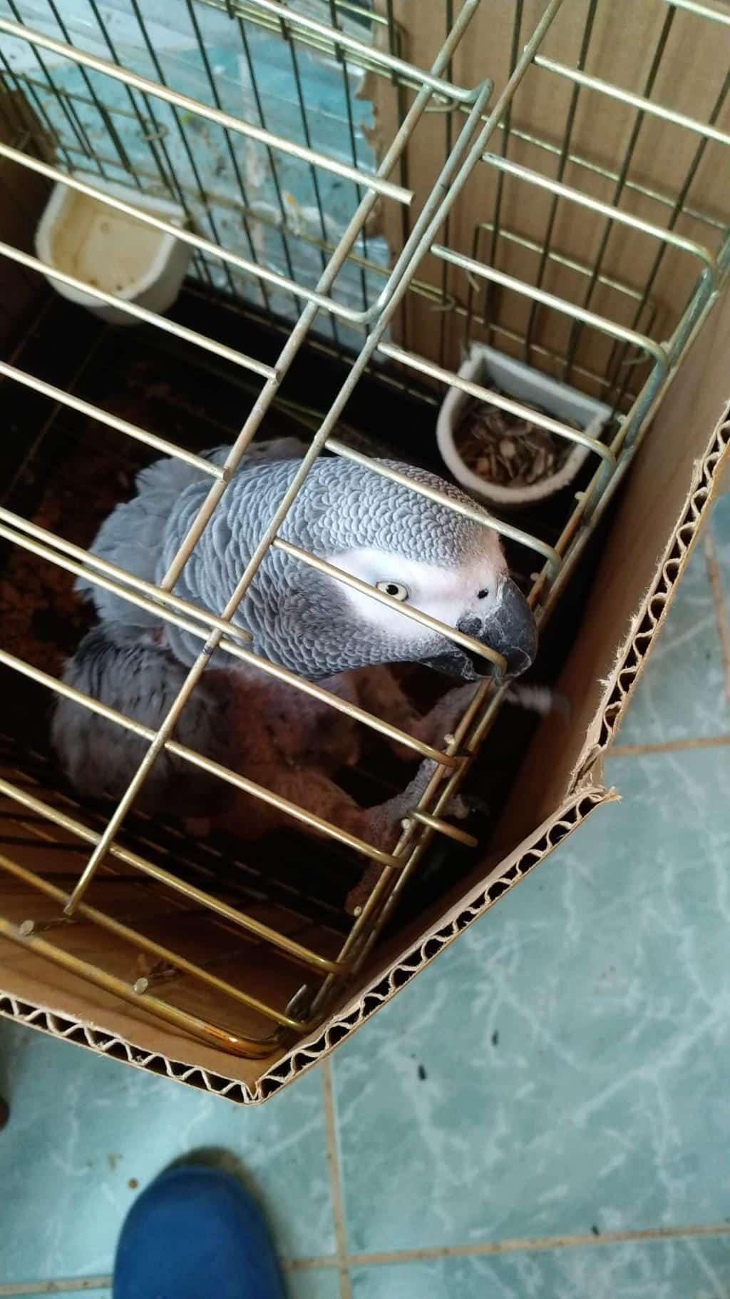 Full Evcil 100 Kelime Konuşan Üst Düzey Jako