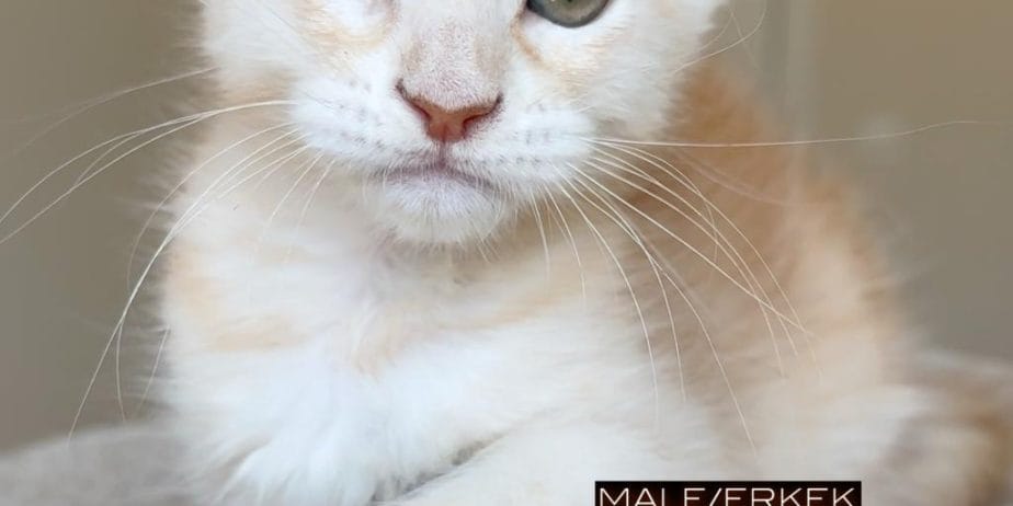 Türki̇yeni̇n Her Yeri̇ne Tesli̇m Xxl Mai̇ne Coon Kedi̇ler