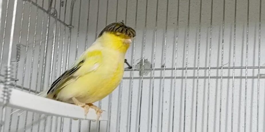 Erkek Ve Dişi Öten Kanaryalarım