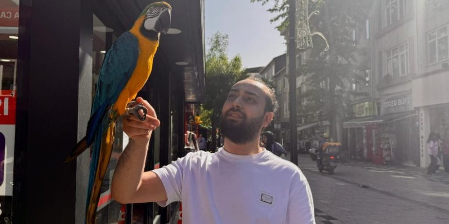 Sari Lacivert Konuşan Macaw Papağanı