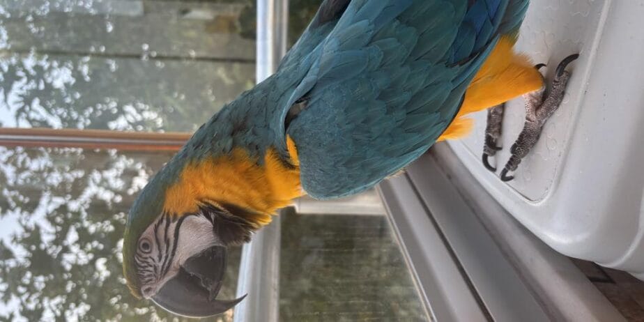 Full Evcil Belgeli Evraklı Macaw Papağanı