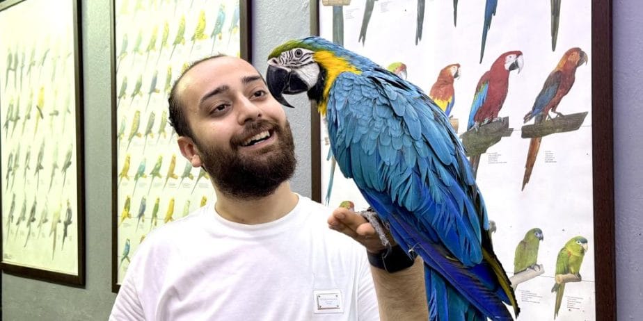 Full Evcil Eğitimli Konuşan Macaw Papağanı