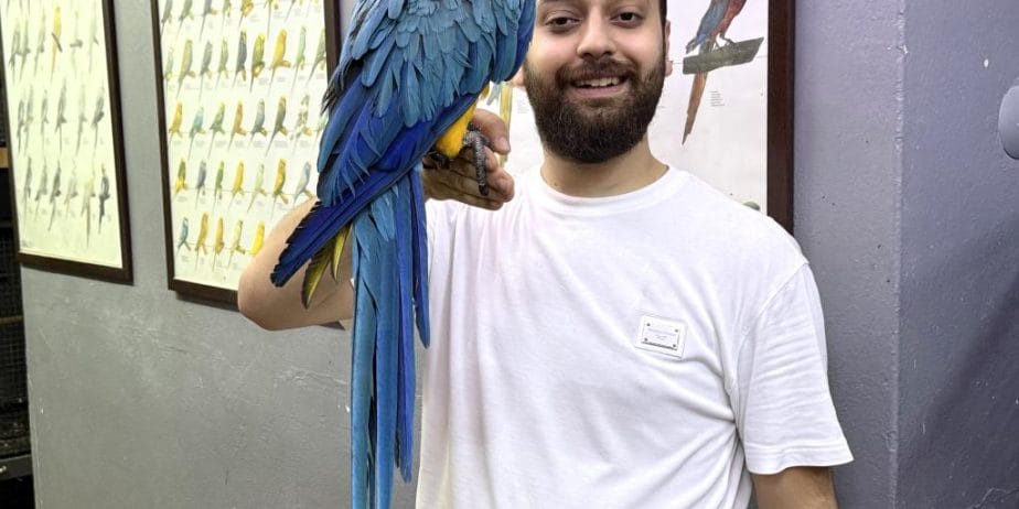 Full Evcil Eğitimli Konuşan Macaw Papağanı