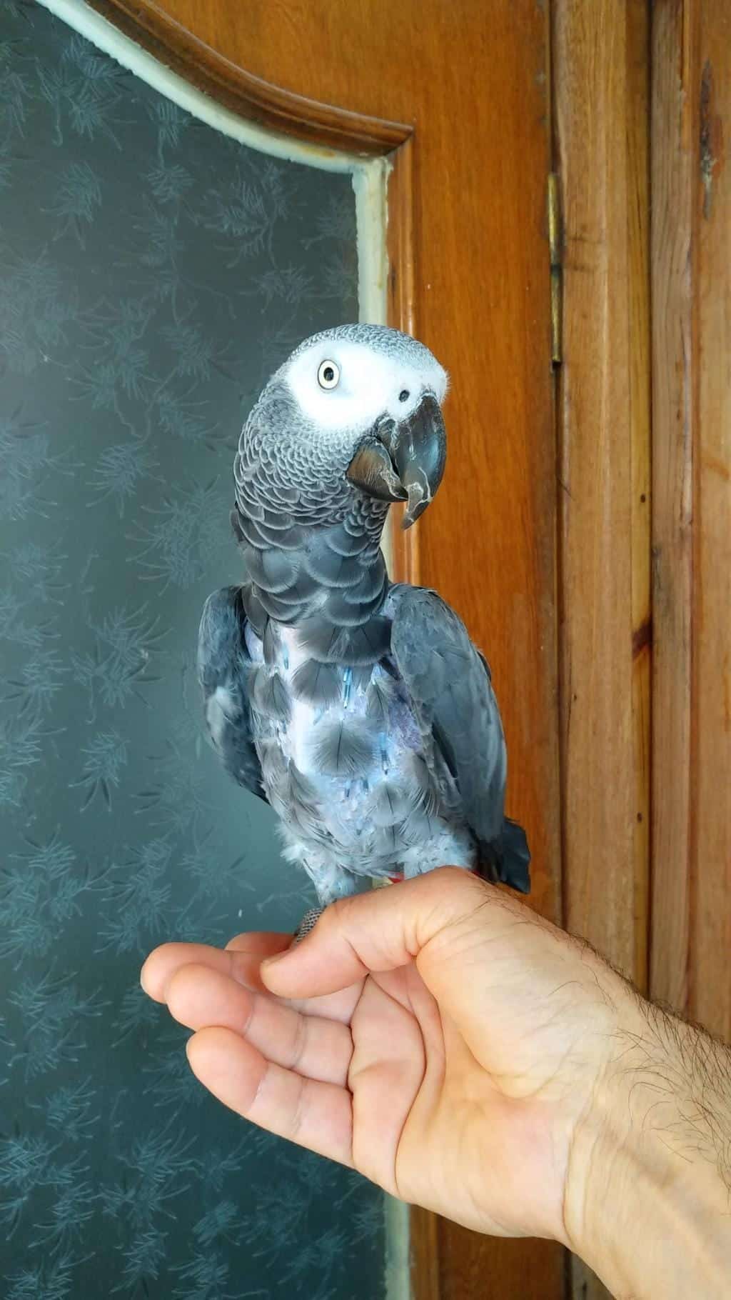 Full Evcil 100 Kelime Konuşan Üst Düzey Jako