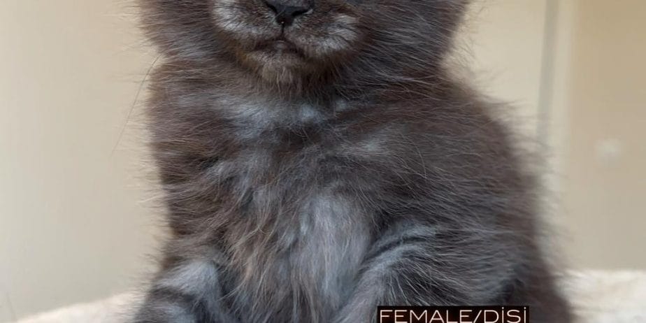 Türki̇yeni̇n Her Yeri̇ne Tesli̇m Xxl Mai̇ne Coon Kedi̇ler