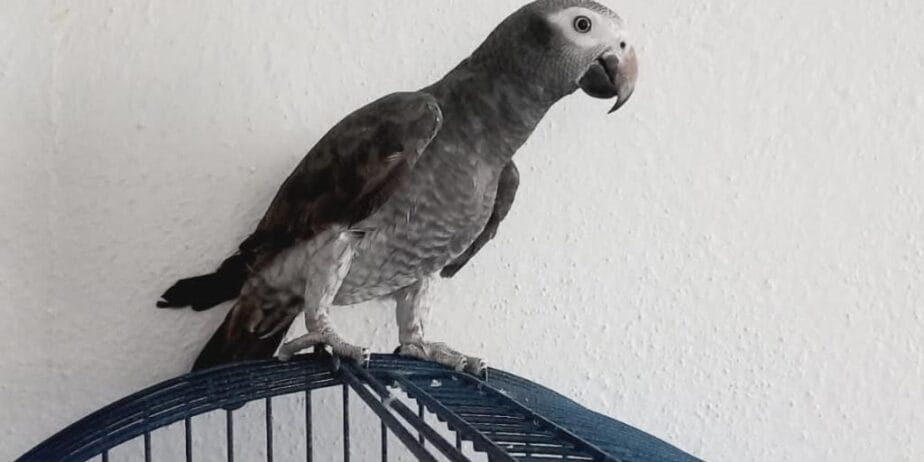 Jako Papağanı Sağlıklı 8 Aylık