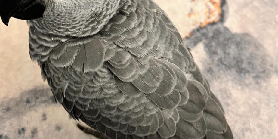 Eği̇ti̇mli̇ Evci̇l Konuşan Jako Papağani