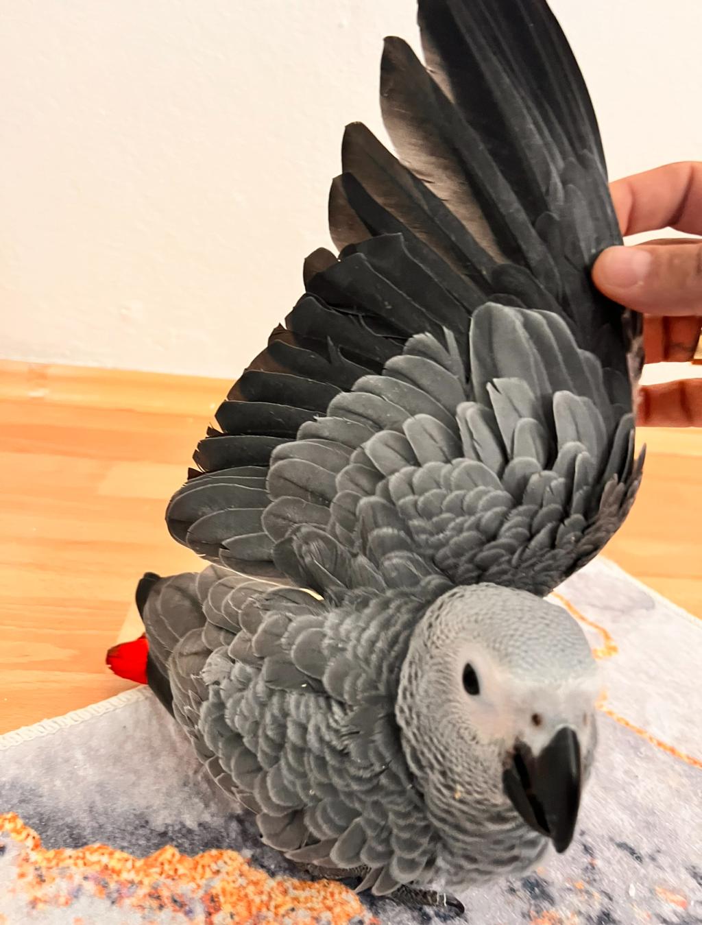 Eği̇ti̇mli̇ Evci̇l Konuşan Jako Papağani