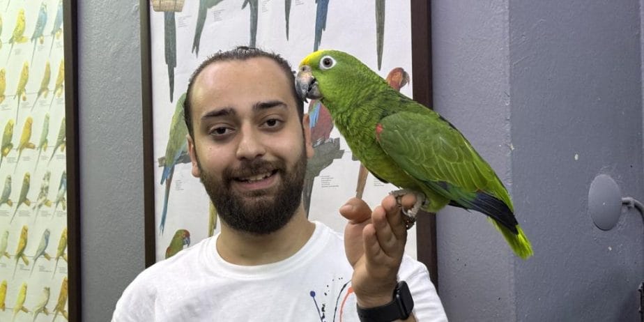 Eğitimli Kapalı Bilezik Sarı Alın Amazon Papağanı