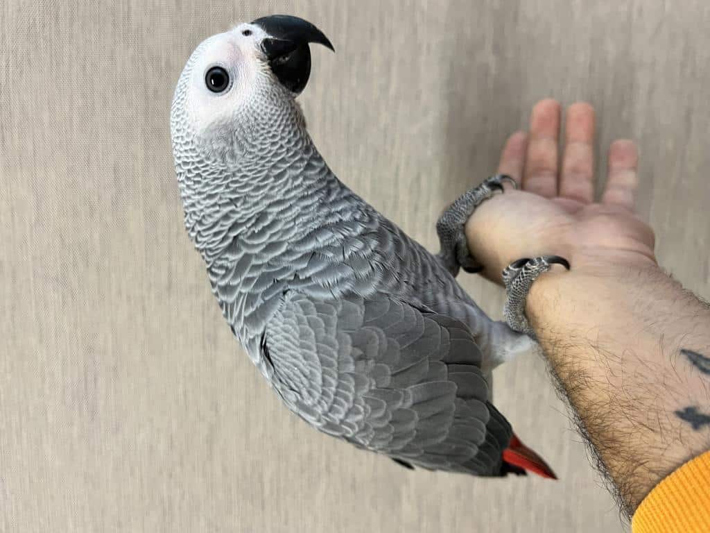 100 Kelime Konuşan Evcil Jako Papağanimiz