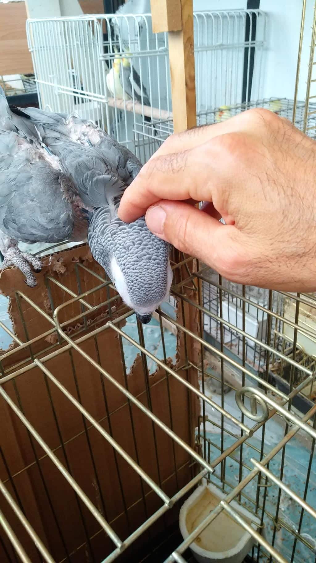 Full Evcil 100 Kelime Konuşan Üst Düzey Jako