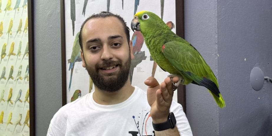 Eğitimli Kapalı Bilezik Sarı Alın Amazon Papağanı