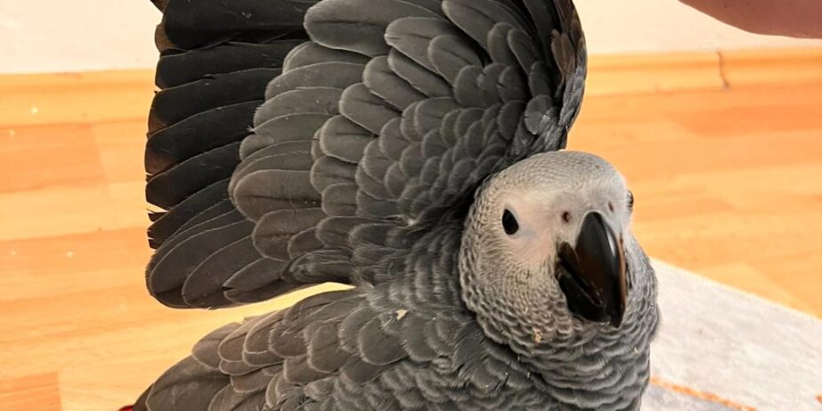 Eği̇ti̇mli̇ Evci̇l Konuşan Jako Papağani