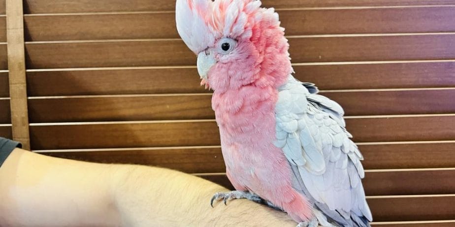 Full Evci̇l Gül Kakadu Eği̇ti̇mli̇ Konuşan