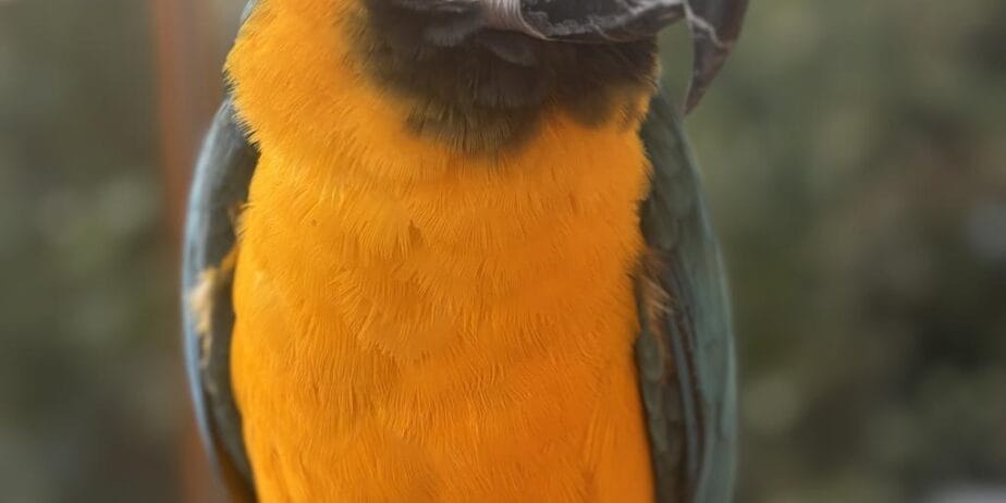 Full Evcil Belgeli Evraklı Macaw Papağanı