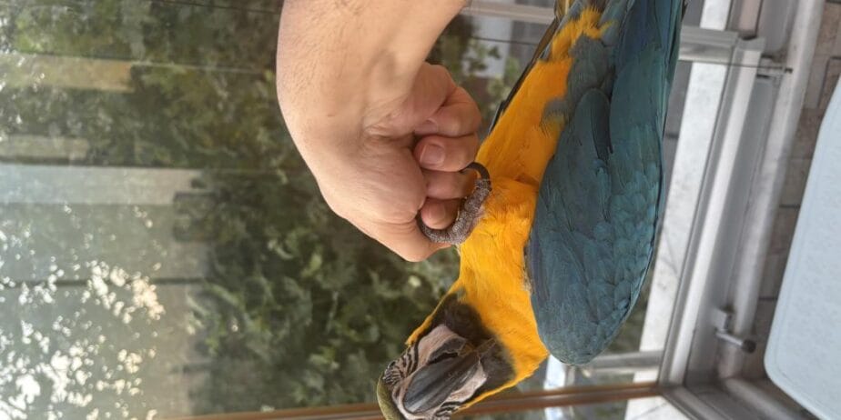 Full Evcil Belgeli Evraklı Macaw Papağanı