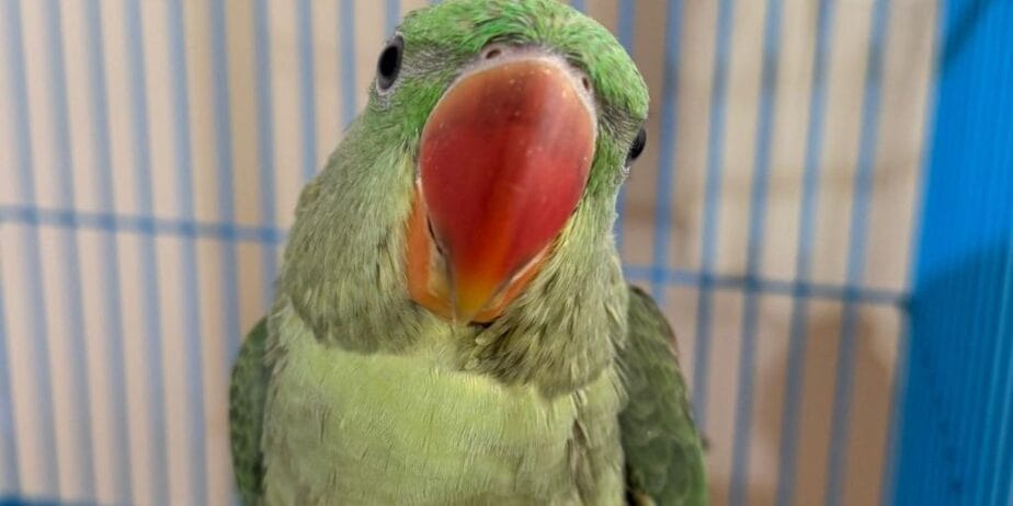 El Besleme Yerli Üretim Bebek Alexander Papağanı