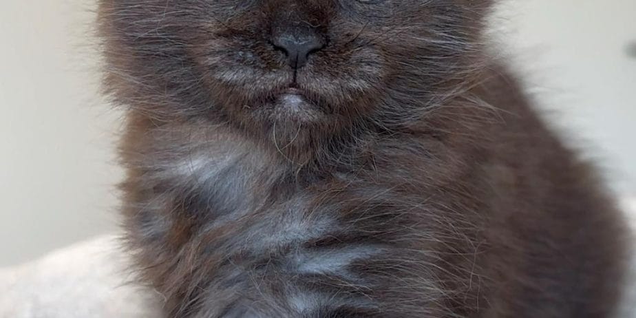 Türki̇yeni̇n Her Yeri̇ne Tesli̇m Xxl Mai̇ne Coon Kedi̇ler